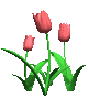 tulipspink.gif