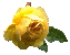 yellowrose.gif